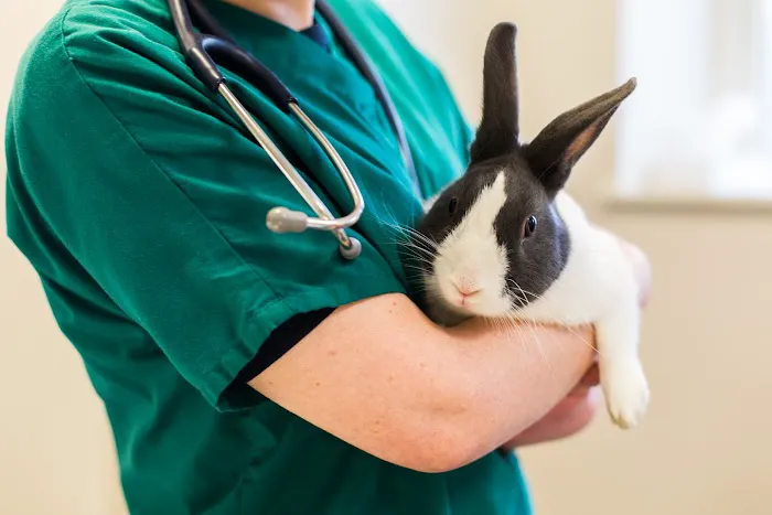 Lincvet Picture 4