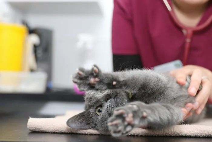 Lincvet Picture 6