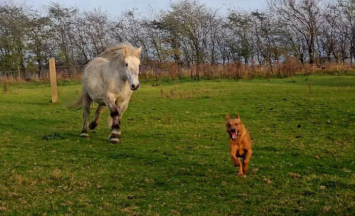 Pegasus Vets Picture 1
