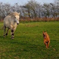 Pegasus Vets ico