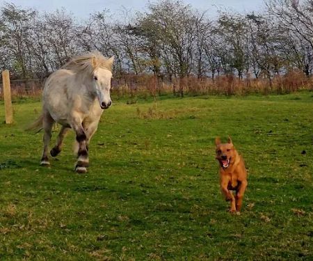 Pegasus Vets