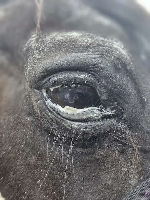 Pegasus Vets Picture 5