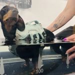Topline Hydrotherapy