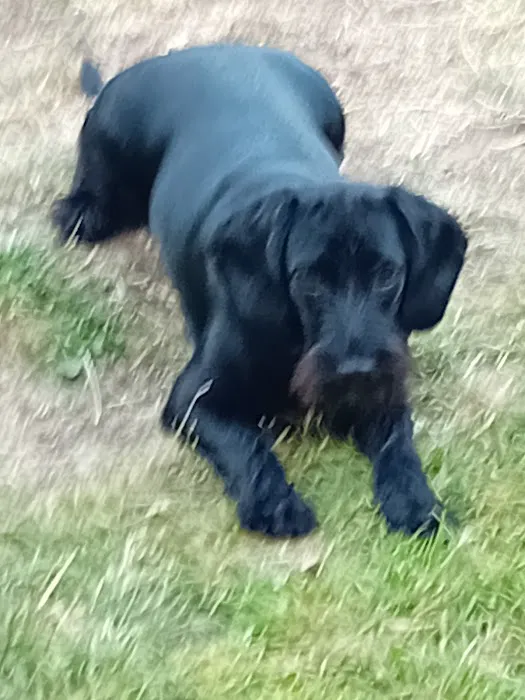 Medivet Washingborough Picture 9