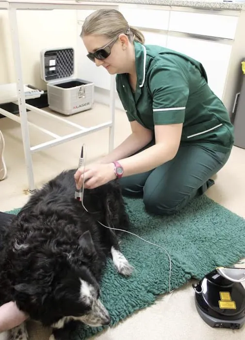 The Veterinary Hospital - Vets Lincoln Picture 1