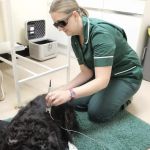 The Veterinary Hospital - Vets Lincoln