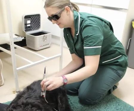 The Veterinary Hospital - Vets Lincoln