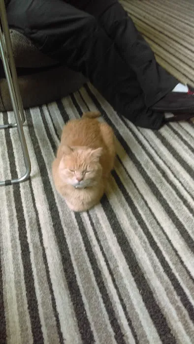 Gemima's Cattery Picture 3