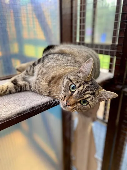 Gemima's Cattery Picture 4