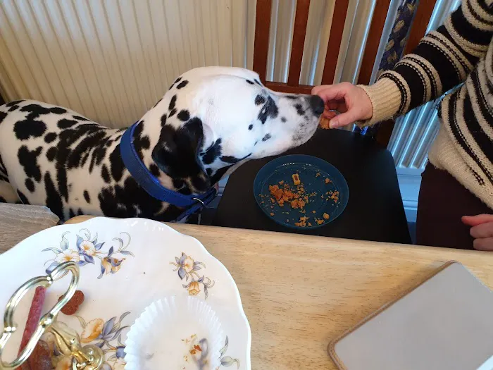 The Blue Whippet Picture 2