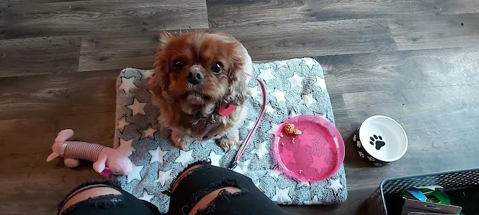 The Blue Whippet Picture 7