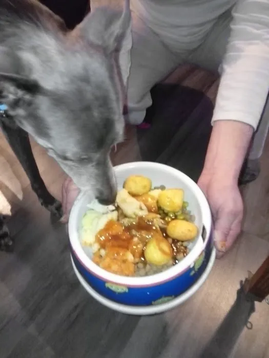 The Blue Whippet Picture 8