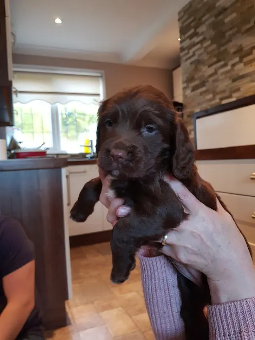 Raoul Dowding Vets, Gainsborough Picture 10