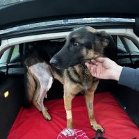 Lincolnshire Veterinary Specialists ico