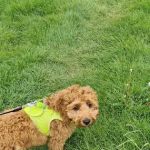Rase Veterinary Centre - Gainsborough