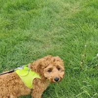 Rase Veterinary Centre - Gainsborough ico