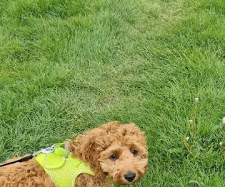 Rase Veterinary Centre - Gainsborough