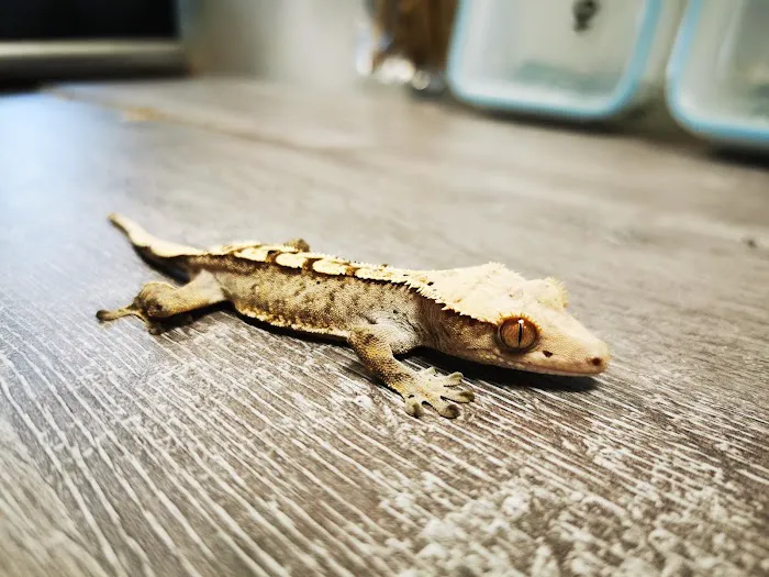 The Creature Cabin Picture 6