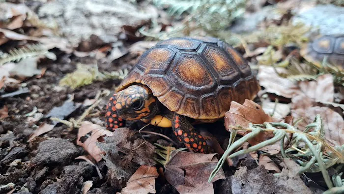 The Creature Cabin Picture 9