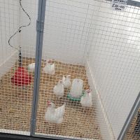 Smiths Nurseries ico