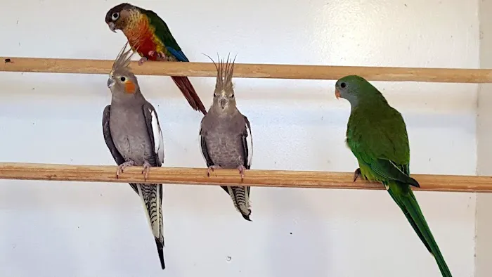 Smiths Nurseries Picture 6