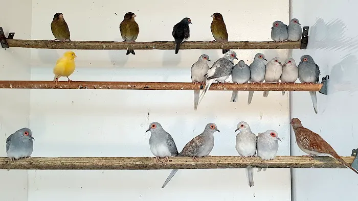 Smiths Nurseries Picture 10