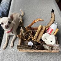 Coyle and Ives Canines ico