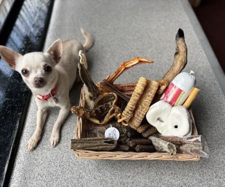 Coyle and Ives Canines