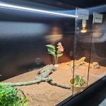 The Exotics Hub