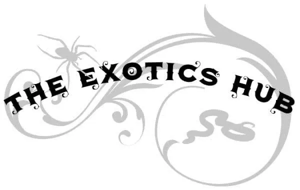 The Exotics Hub Picture 2