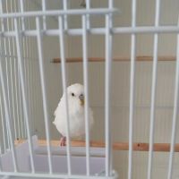 P&J Pet Superstore ico