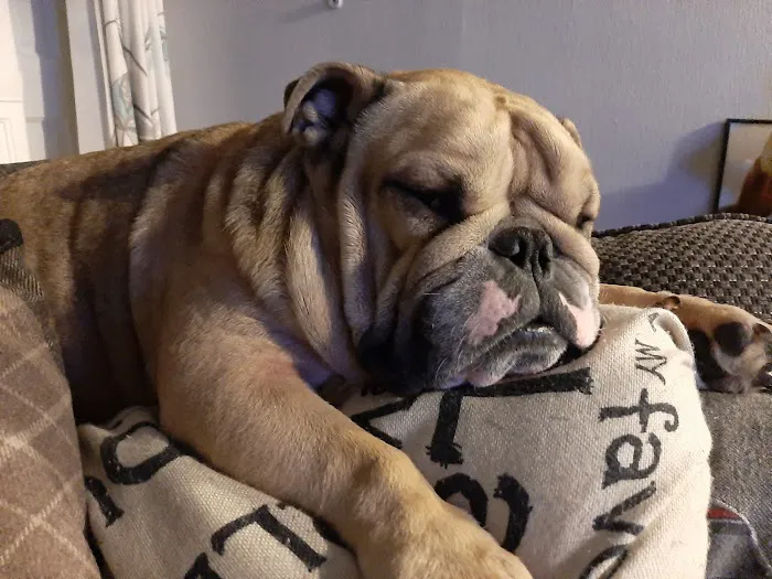 P&J Pet Superstore Picture 5