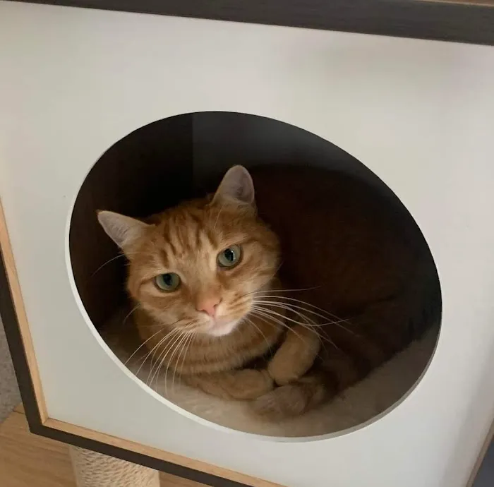 Top Cats Boarding Cattery Picture 2
