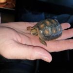 East Yorkshire Exotics