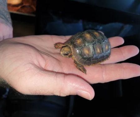 East Yorkshire Exotics