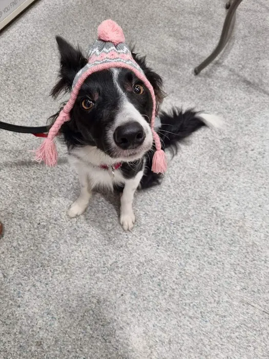 Pets at Home Hull Junction Picture 7