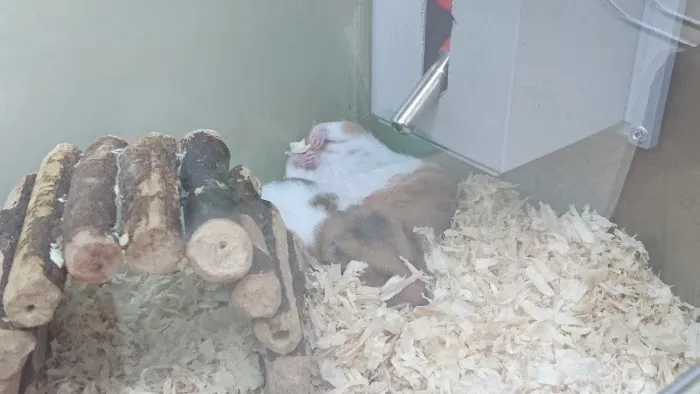 Pets at Home Hull Junction Picture 9