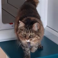 The Cozy Cat Retreat ico