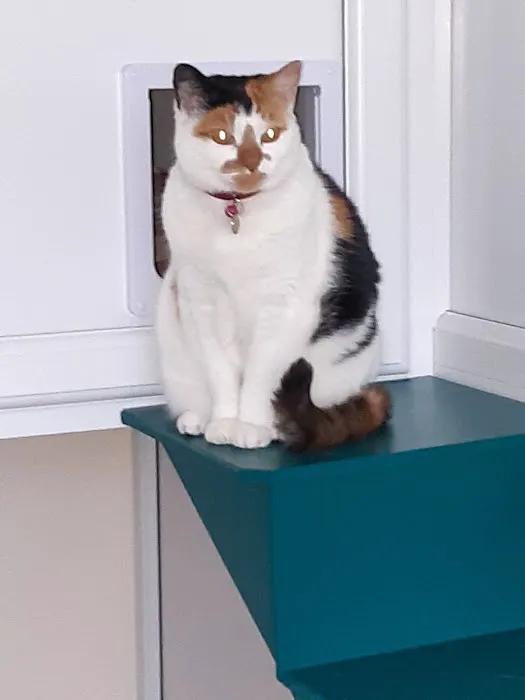 The Cozy Cat Retreat Picture 7