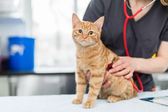 Portland House Veterinary Group Picture 2