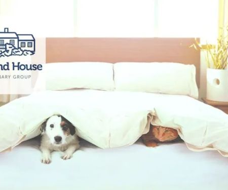 Portland House Veterinary Group