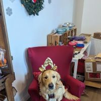 The Lancashire Dog Company ico