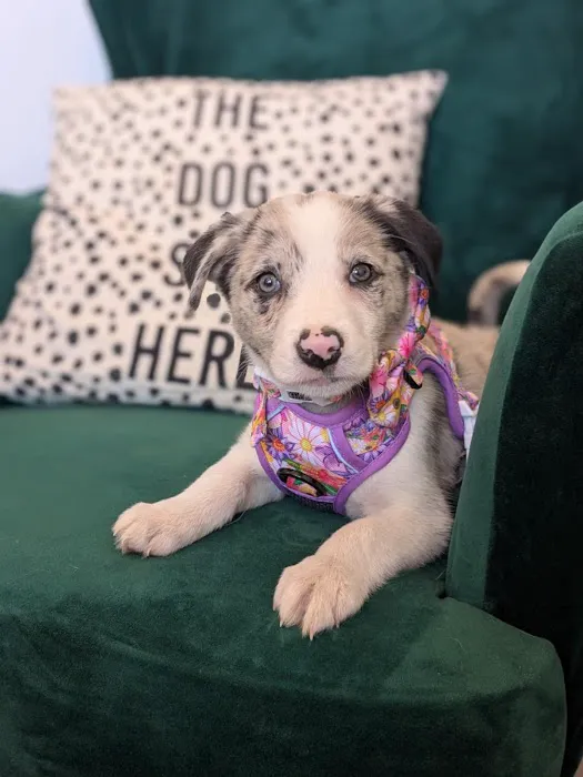 The Lancashire Dog Company Picture 6