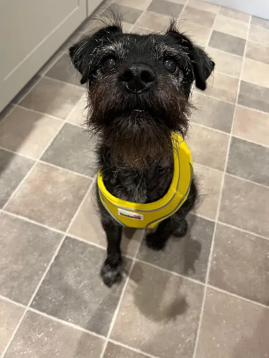 The Lancashire Dog Company Picture 9