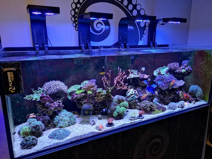 Kraken Corals Limited Picture 1