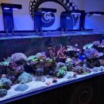 Kraken Corals Limited