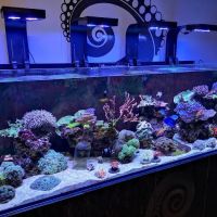 Kraken Corals Limited ico