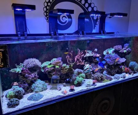 Kraken Corals Limited