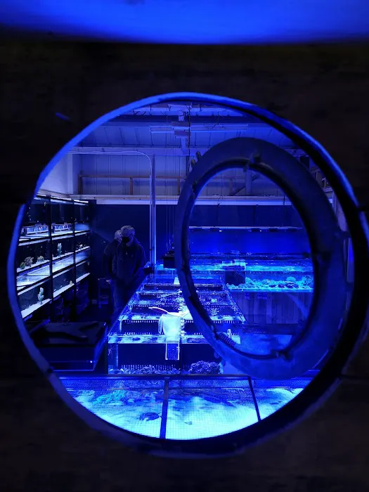 Kraken Corals Limited Picture 2