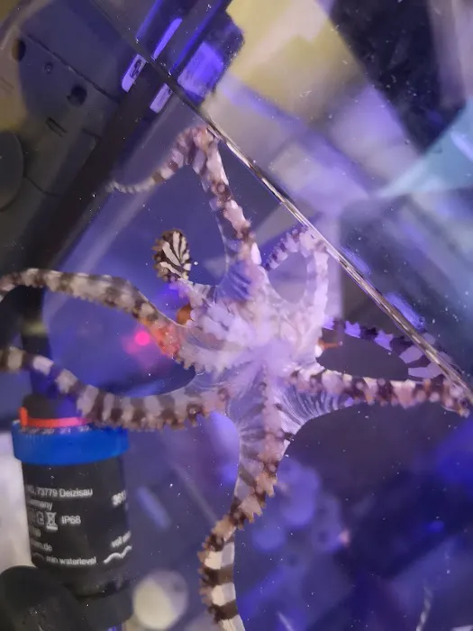 Kraken Corals Limited Picture 7